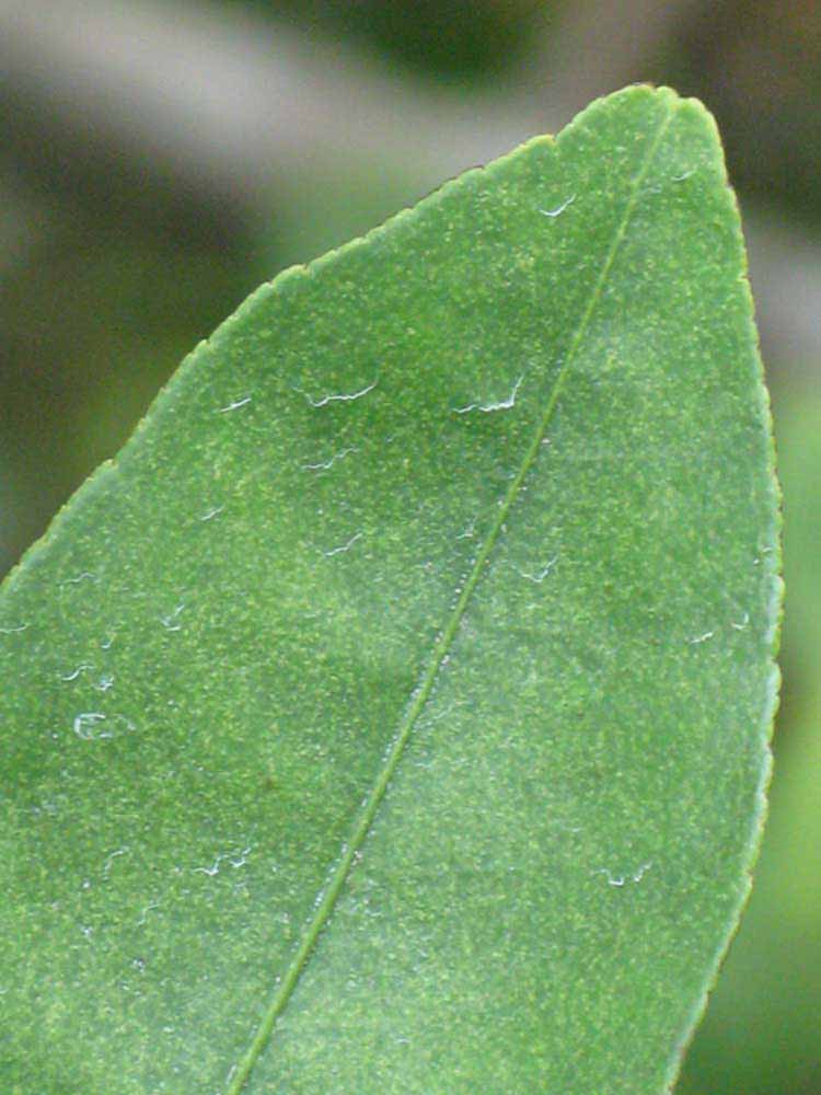            Margin (Key, Winter Haven, FL)   